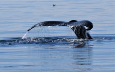 澳洲西部海域不足一周 兩度出現鯨魚襲擊人事件