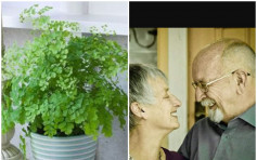 英患癌妇临终吩咐为塑胶「植物」浇水 丈夫数年后始发现