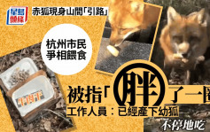 赤狐現身杭州白岩山 引民眾餵食「胖了一圈」