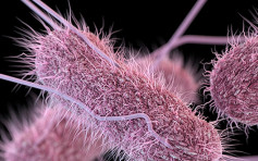 美国23州现沙门氏菌疫情 数百人感染源头不明