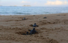 中國首批全人工繁殖海龜寶寶廣東誕生