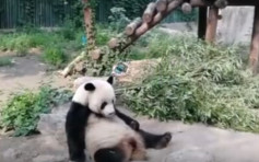 北京游客两次掷石头 无辜熊猫砸中吓到弹起