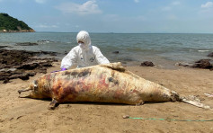 成年中華白海豚大嶼山二澳擱淺 屍體嚴重腐爛