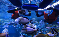 信和联同海洋公园推重建人工珊瑚礁计画 召募活化珊瑚大使推广学校保育