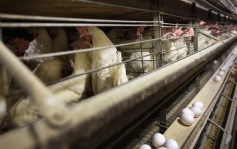 阿根廷爆发禽流感逾22万鸡只亡 恐蛋价将飊升