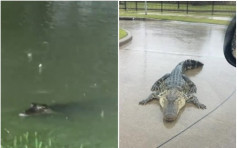 哈維吹襲德州 居民後院驚現鱷魚