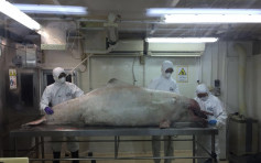 中華白海豚浮屍大小磨刀水域 屍體嚴重腐爛