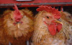 德國爆H5N1禽流感 港暫停進口疫區禽類產品
