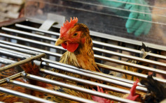 波蘭再有地區爆發H5N8禽流感 港暫停進口禽類產品