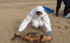 南丫岛发现幼年江豚尸体 尸身严重腐烂