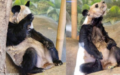 美国孟菲斯动物园宣布归还大熊猫丫丫和乐乐 状态不佳网民心痛