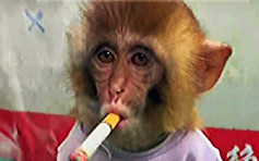 動物園發布幼猴抽煙影片挨轟 園方辯稱擺拍