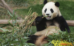 熊猫外交︱韩国大邱市长盼中方赠送大熊猫