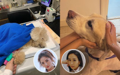 吳雨霏15歲愛犬機能衰退好心痛 蔡卓妍16歲「荔枝仔」病危超不捨