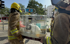 新蒲崗三級火│消防帶走兩兔仔 過百消防學員視察災場