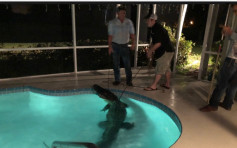 夜闯豪宅泳池 11尺长佛州巨鳄被擒