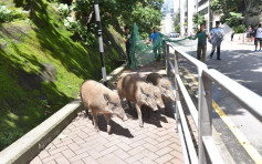 食環署檢控一名深灣道餵飼野生動物人士