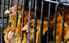 德國爆H5N5禽流感 港停止進口禽類產品