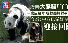 外交部：中方已做好迎接旅美大熊猫「丫丫」回国准备