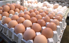 乌克兰Baryshevska鸡蛋检出抗生素甲硝唑 本港暂停进口