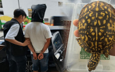 荃湾工厦龟场爆窃｜警起回90只龟 总值27万元 31岁男涉入屋犯法被捕