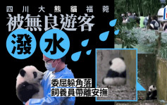 四川大熊猫福菀被无良游客泼水后委屈躲角落 饲养员带离安抚