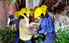 野豬公被困山邊水溝 被漁護麻醉後消防救出