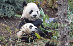 加國大熊貓因疫情未能回國 面臨「斷糧」危機