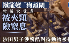 雪橇犬受虐铁笼盖夹颈 沙田男子涉残酷对待动物被捕