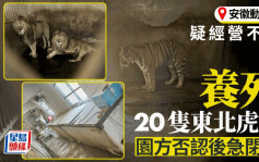 老虎煉獄︱安徽動物園疑經營不善  20東北虎死亡