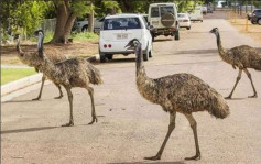 大乾旱！澳洲鴕鳥群入城「撲水」搵食