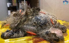 西貢綠蛋島現綠海龜屍體 遭「鬼網」纏身疑掙扎時窒息致死