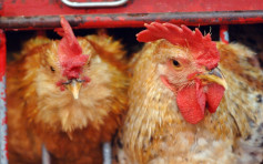 南非部分地區爆H5禽流感 禽類產品暫停進口