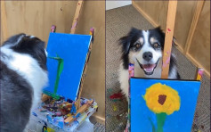 【有片】牧羊犬即場完成向日葵畫作 被封「狗界梵高」