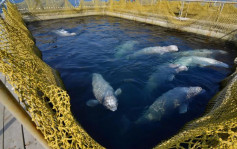 俄百頭鯨魚被困「監獄」 普京震怒令放生 