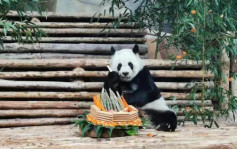 官方公布 旅泰大熊貓林惠死於多器官衰竭