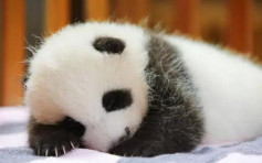 上海野生動物園大熊貓母子病逝