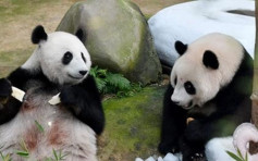 称饲养成本太高 大马拟退熊猫返中国