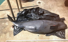 海洋公園接收舂坎角擱淺江豚屍體 會檢驗確定死因