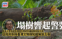 尖沙咀冧树｜九龙公园附近四年三宗塌树 专家倡增检查次数