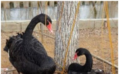泰山黑天鵝夫婦5蛋全被盜　4天不吃不喝四處尋找
