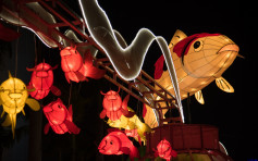 文化中心舉辦「錦鯉」綵燈展 4米大錦鯉飛躍維港