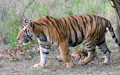 印度有3000只野生老虎 最大保护区较3个香港还要大