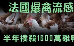 法国去年11月爆禽流感 扑杀1600万禽类创新高