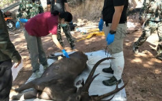 泰國10歲野鹿慘死國家公園 胃內有七公斤塑膠垃圾