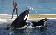 法国禁马戏团用野生动物 海豚表演将绝迹