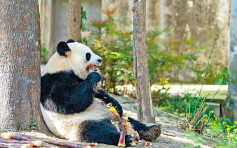 国家公园护大熊猫脱「濒危」 试点4年降为「易危」