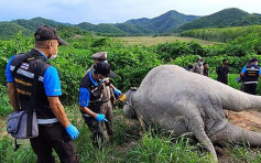 芒果園非法架設電網 慘害泰國一隻大象被活活電死