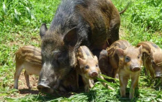 內地擬修訂「三有」名錄 野豬被刪除不再屬受保護野生動物