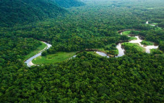 巴西企業推NFT 收入用以保育亞馬遜雨林